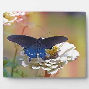 Spicebush Swallowtail Fotoplaat