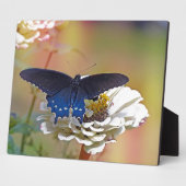 Spicebush Swallowtail Fotoplaat (Zijkant)