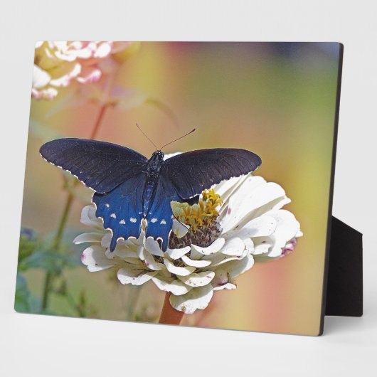 Spicebush Swallowtail Fotoplaat (Zijkant)