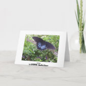 Spicebush Swallowtail Kaart (Achterkant)