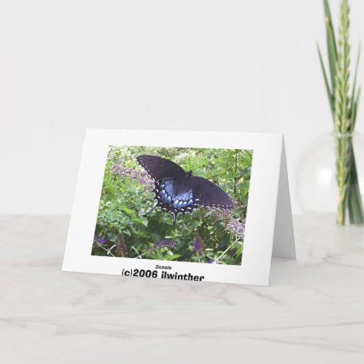 Spicebush Swallowtail Kaart (Achterkant)