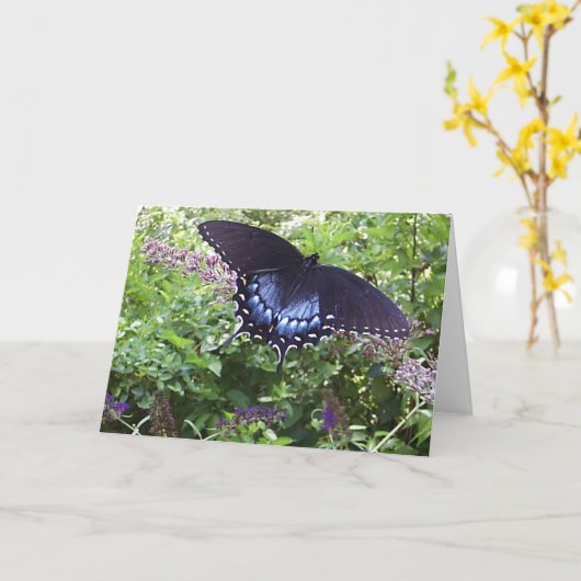 Spicebush Swallowtail Kaart (Gele Bloem)
