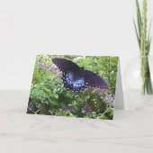 Spicebush Swallowtail Kaart (Voorkant)