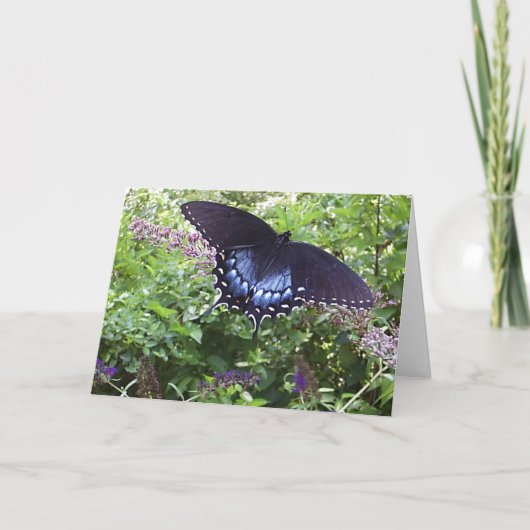 Spicebush Swallowtail Kaart (Voorkant)