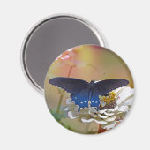 Spicebush Swallowtail Magneet (Voorkant / Achterkant)
