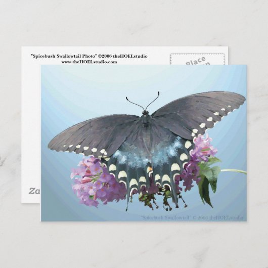 Spicebush Swallowtail Photo Briefkaart (Voorkant / Achterkant)