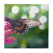 Spicebush Swallowtail Tegeltje (Voorkant)