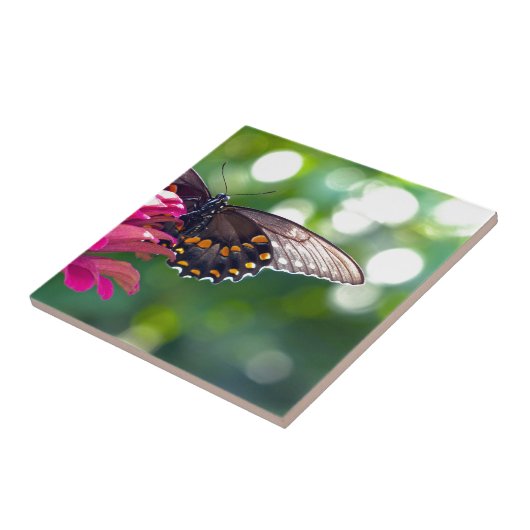 Spicebush Swallowtail Tegeltje (Zijkant)