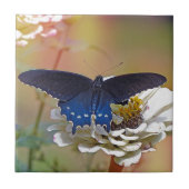 Spicebush Swallowtail Tegeltje (Voorkant)