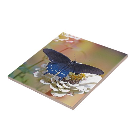 Spicebush Swallowtail Tegeltje (Zijkant)