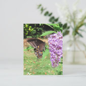 Spicebush-vlinder ~ briefkaart (Staand voorkant)