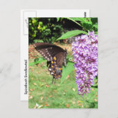 Spicebush-vlinder ~ briefkaart (Voorkant / Achterkant)