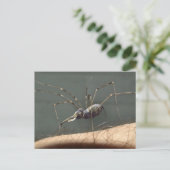 Spidefant briefkaart (Staand voorkant)