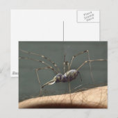 Spidefant briefkaart (Voorkant / Achterkant)