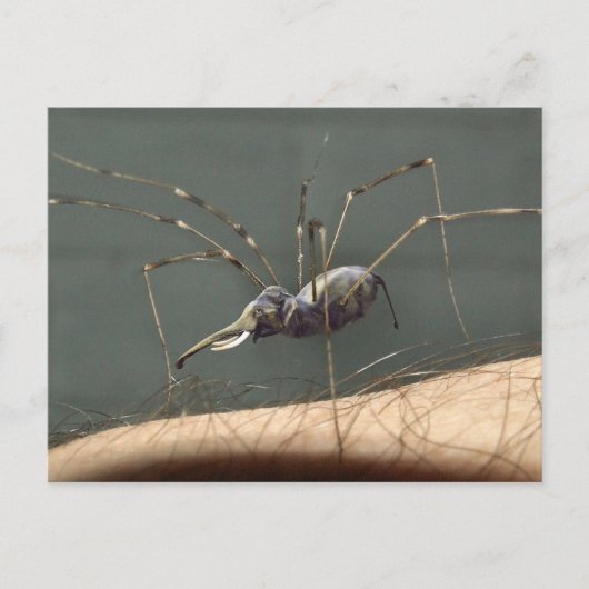 Spidefant briefkaart (Voorkant)