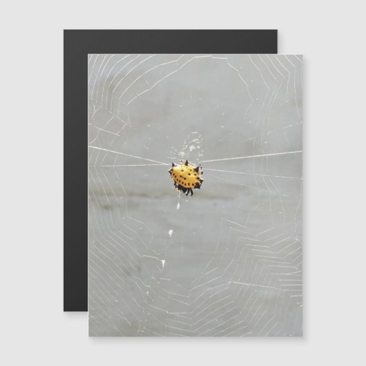 Spider (Voorkant / Achterkant)