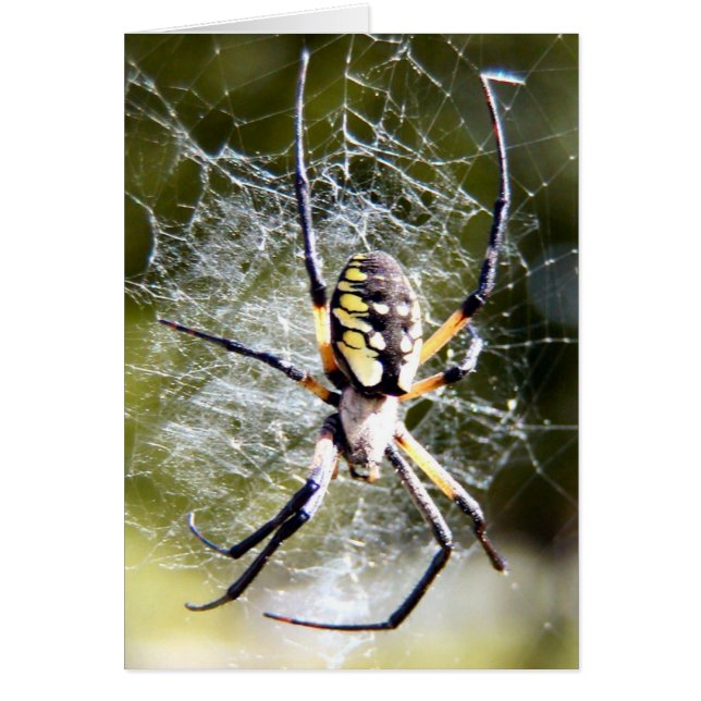 Spider (Voorkant)