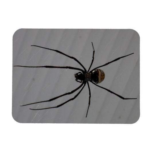 Spider 3"x4" Magnet Magneet (Horizontaal)