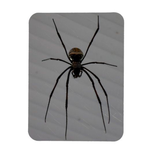 Spider 3"x4" Magnet Magneet (Verticaal)