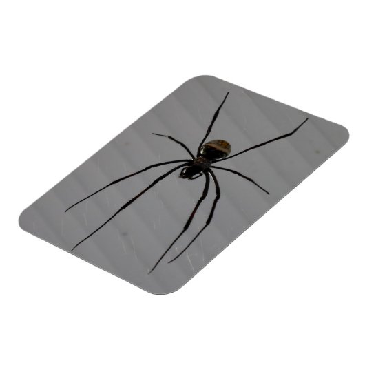 Spider 3"x4" Magnet Magneet (Linkerzijde)