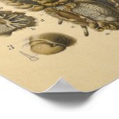 Spider Anatomy Print Paul Pfurtscheller (Hoek)