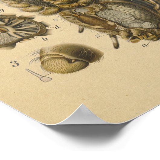 Spider Anatomy Print Paul Pfurtscheller (Hoek)