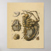 Spider Anatomy Print Paul Pfurtscheller (Voorkant)