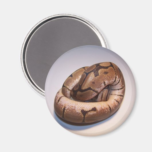 Spider Ball Python Magnet (Voorkant / Achterkant)