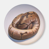 Spider Ball Python Magnet (Voorkant)