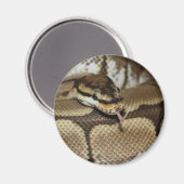 Spider Ball Python Magnet (Voorkant / Achterkant)
