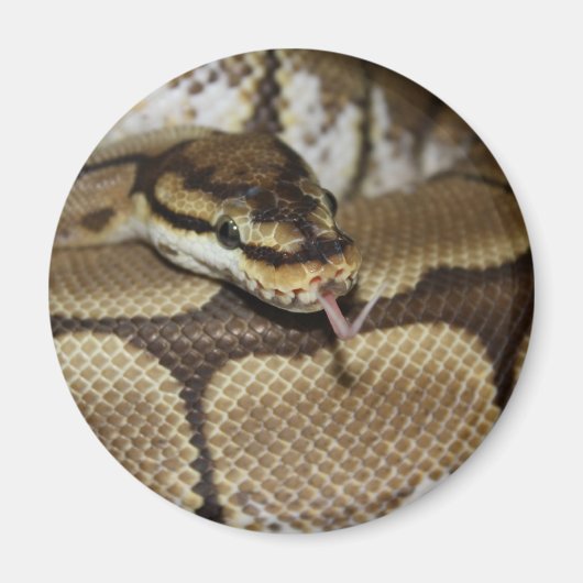 Spider Ball Python Magnet (Voorkant)