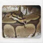 Spider Ball Python Mousepad Muismat (Voorkant)