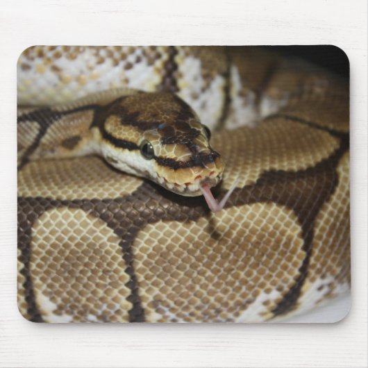 Spider Ball Python Mousepad Muismat (Voorkant)