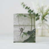 Spider Black Yellow Garden Spiders Foto schrijven Briefkaart (Staand voorkant)