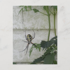 Spider Black Yellow Garden Spiders Foto schrijven Briefkaart