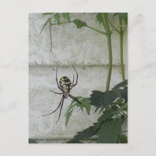 Spider Black Yellow Garden Spiders Foto schrijven Briefkaart (Voorkant)