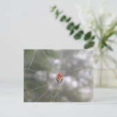 Spider Briefkaart (Staand voorkant)