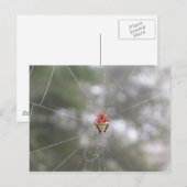 Spider Briefkaart (Voorkant / Achterkant)
