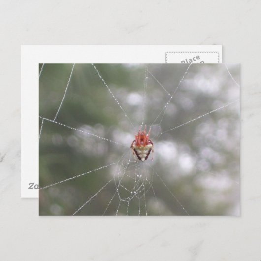 Spider Briefkaart (Voorkant / Achterkant)
