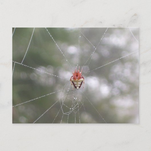 Spider Briefkaart (Voorkant)