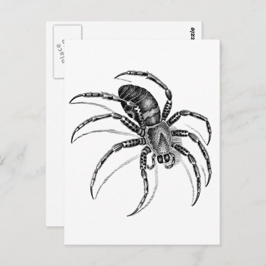 Spider Briefkaart (Voorkant / Achterkant)
