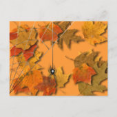 Spider Briefkaart (Voorkant)