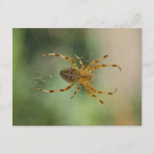 Spider - briefkaart
