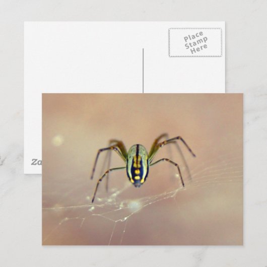 Spider Briefkaart (Voorkant / Achterkant)