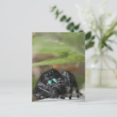 Spider. Briefkaart (Staand voorkant)