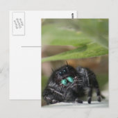 Spider. Briefkaart (Voorkant / Achterkant)