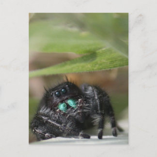 Spider. Briefkaart