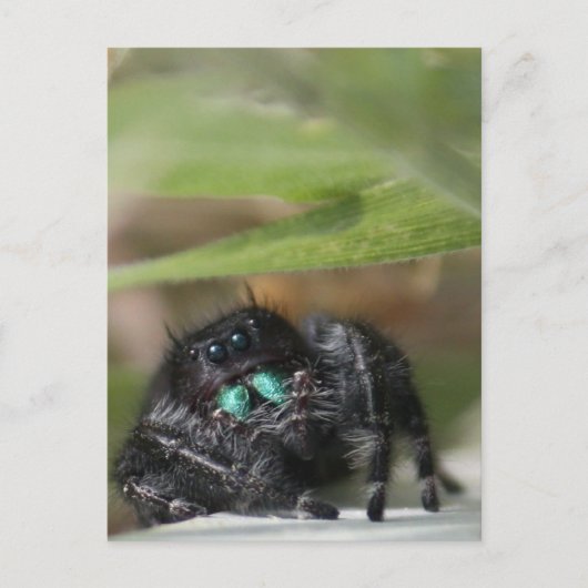 Spider. Briefkaart (Voorkant)