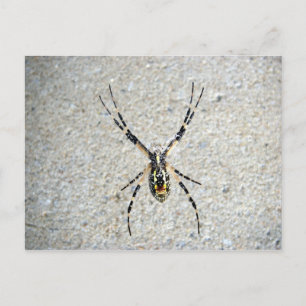 Spider-Briefkaart schrijven Briefkaart