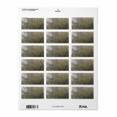 Spider Cobweb Etiket (Full Sheet)